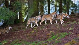 В Германии участится появление волков